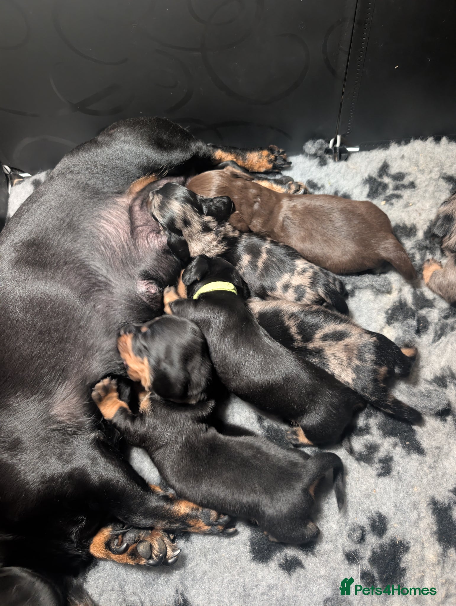 Dachshund dogs Wirehaired x smooth Dachshund  - Advert 7