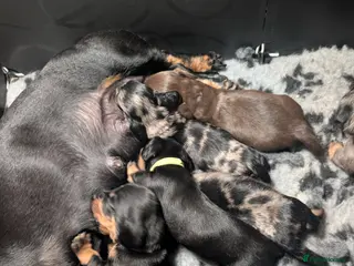 Dachshund dogs Wirehaired x smooth Dachshund - Advert 2