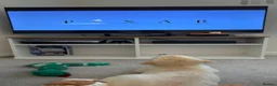 Golden Retriever dogs for sale: Golden retriver Ollie - Advert 9