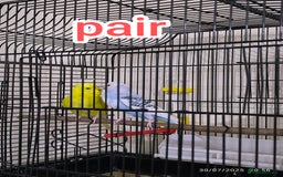 Budgerigars birds for sale: Budgies  and Cockatiel for sale  - Image 2