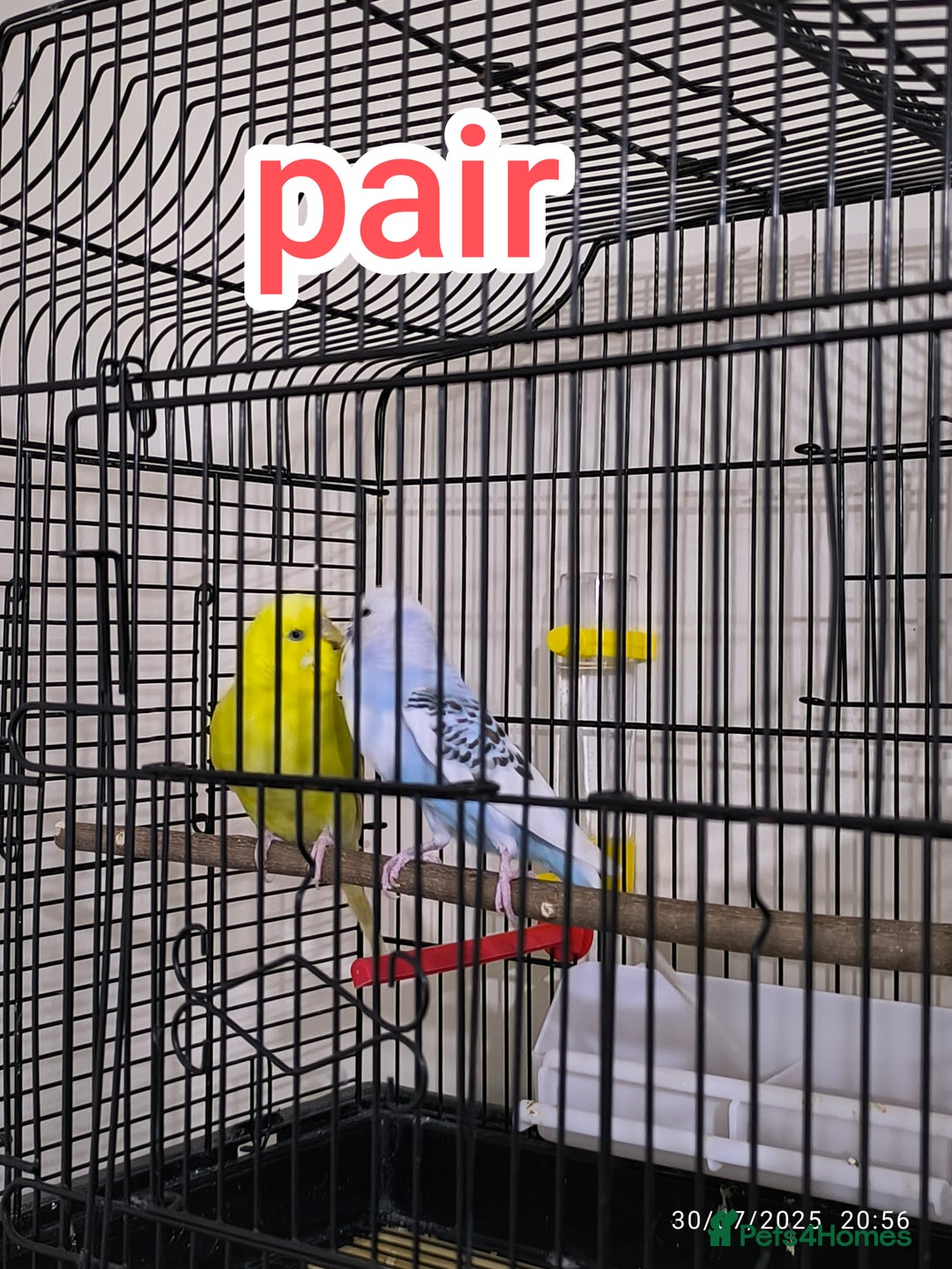 Budgerigars birds for sale: Budgies  and Cockatiel for sale  - Image 2