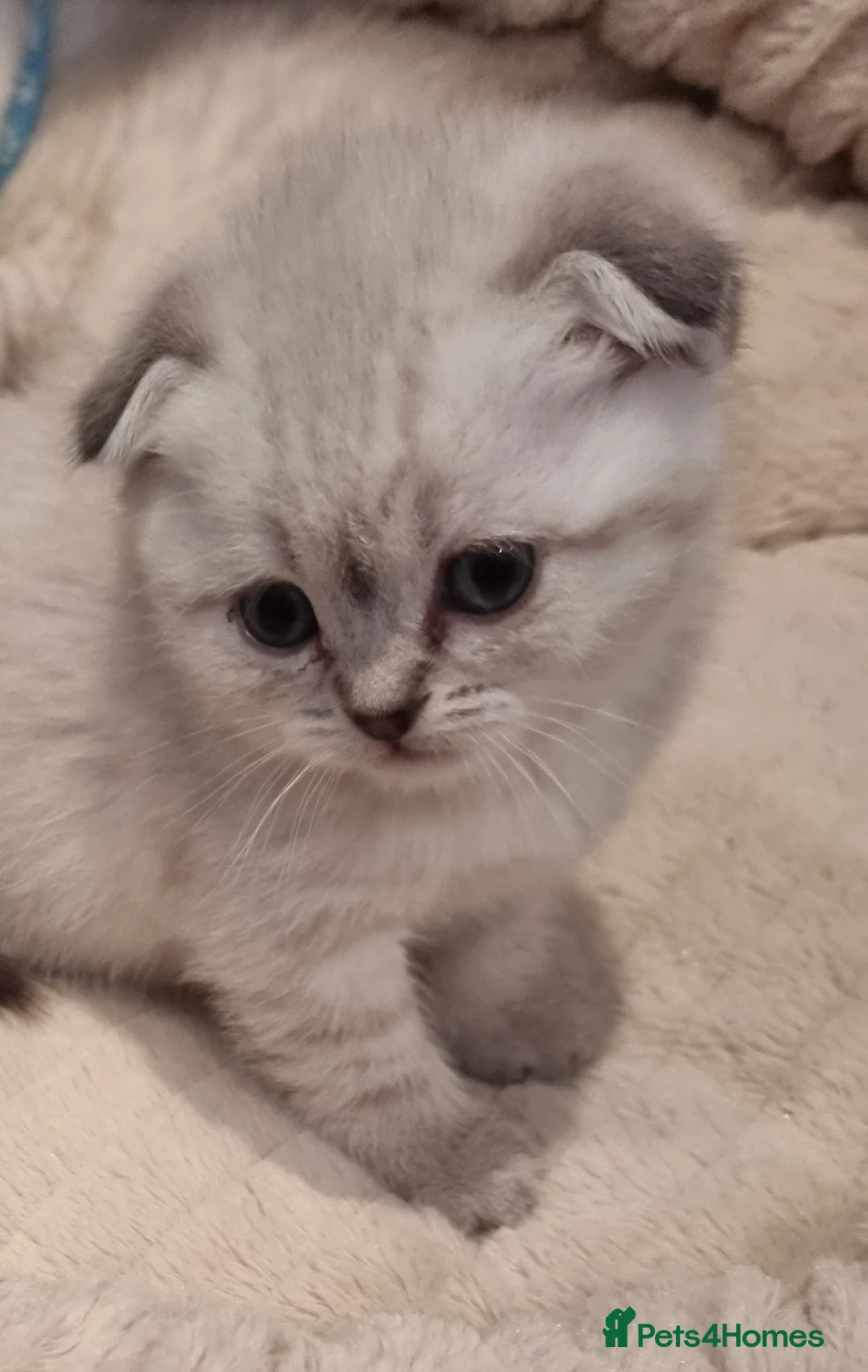 Scottish Fold cats for sale: Scottish Straight and Scottish Fold  - Advert 2