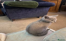 Russian Blue cats for sale: 5 Pure Pedigree Russian Blue Kittens *LAST MALE* - Image 28