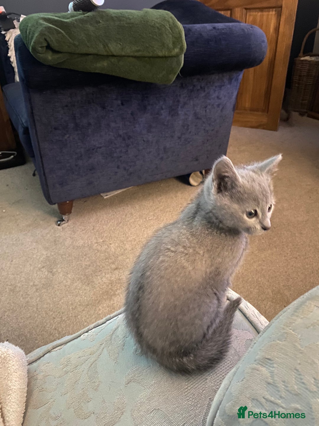 Russian Blue cats for sale: 5 Pure Pedigree Russian Blue Kittens *LAST MALE* - Image 28