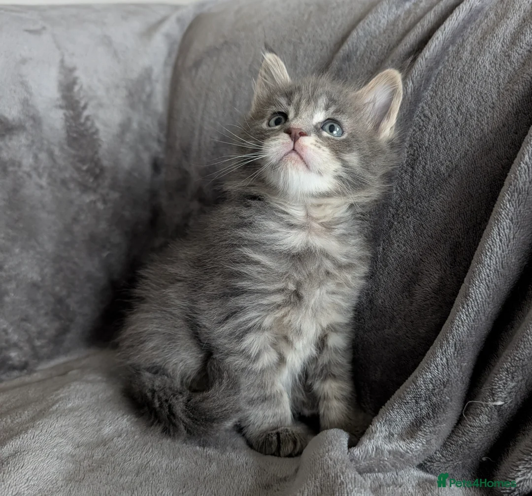 Maine Coon cats for sale: Chunky Maine Coons  - Advert 22