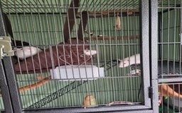 Rat rodents for sale: 4 rats, cage and all accessories  - Image 2
