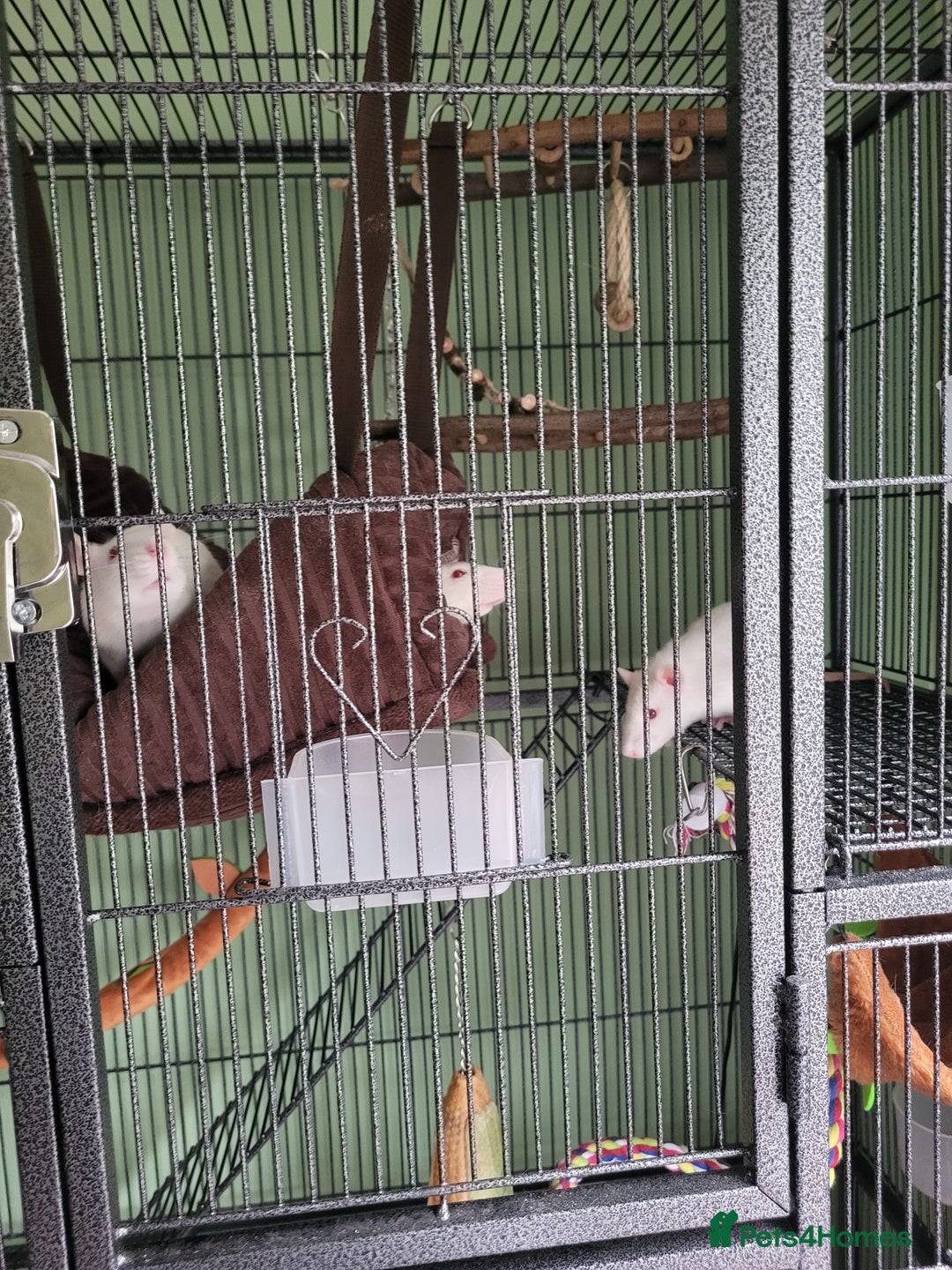 Rat rodents for sale: 4 rats, cage and all accessories  - Image 2
