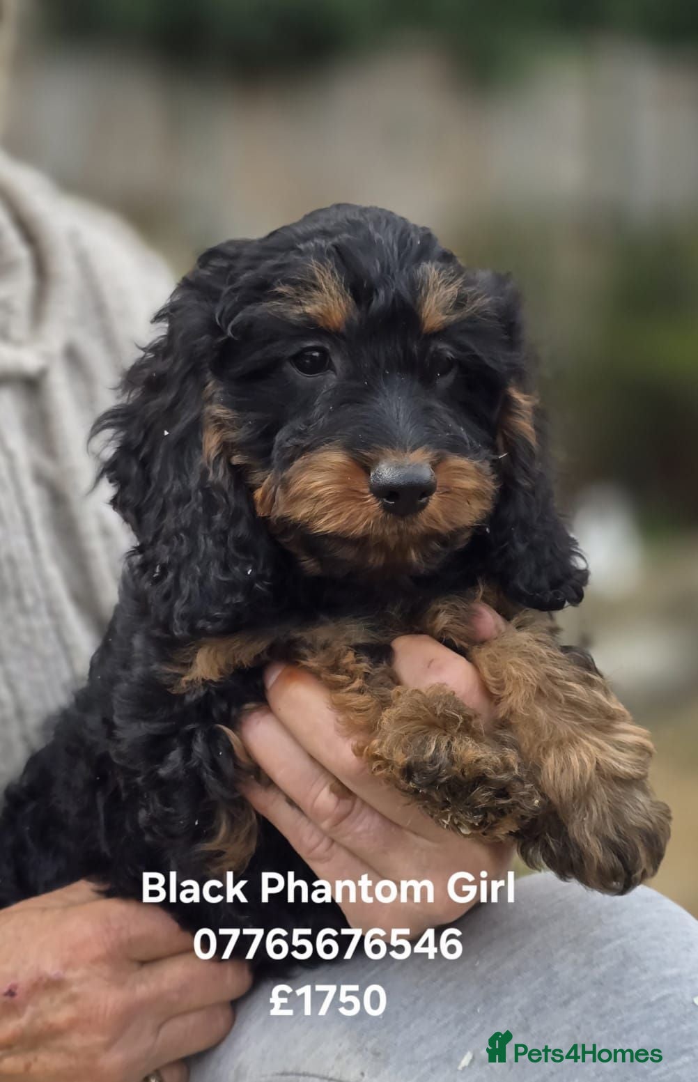 Cockapoo dogs F1 Cockapoo Puppies Ready To Go Domestic Licence - Advert 1