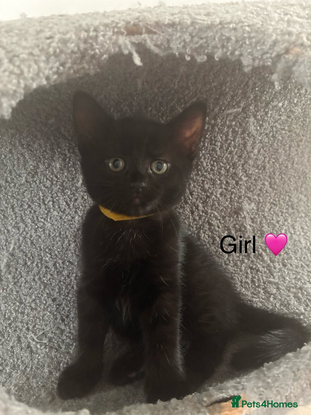 Mixed Breed cats for sale: Black kittens - Image 2