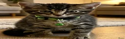 British Shorthair cats for sale: STUNNING BRITISH SHORTHAIR X DOM SHORTHAIR KITTENS - Advert 2