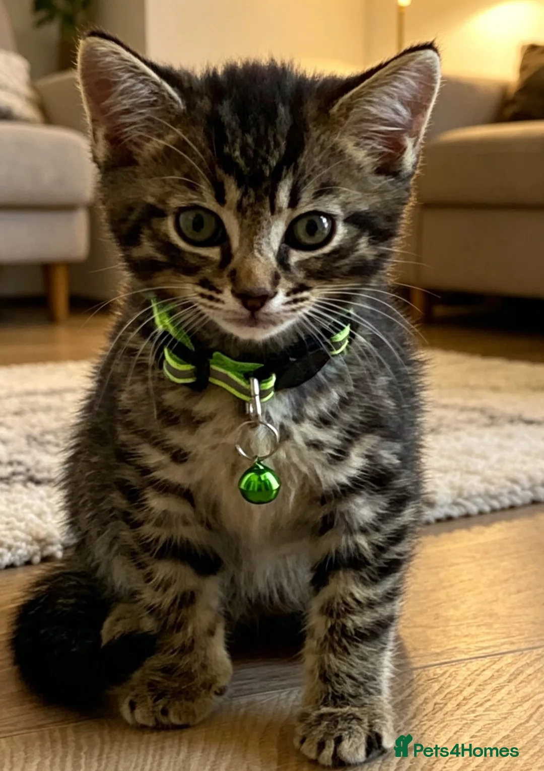 British Shorthair cats for sale: STUNNING BRITISH SHORTHAIR X DOM SHORTHAIR KITTENS - Advert 2