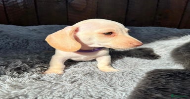 Miniature Dachshund dogs - Advert 6