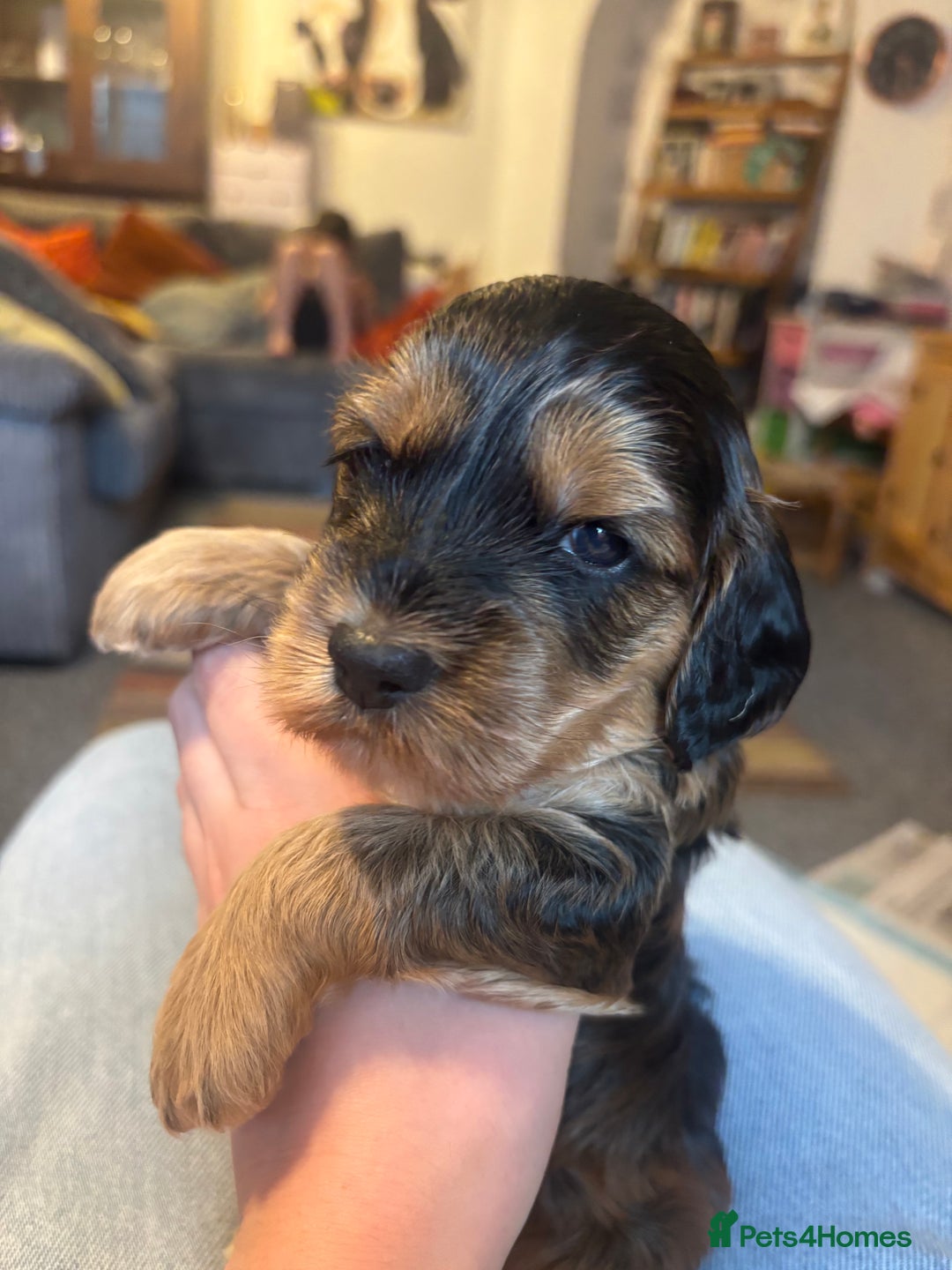 Cockapoo dogs for sale: Last Two Cockapoo Pups  - Image 13