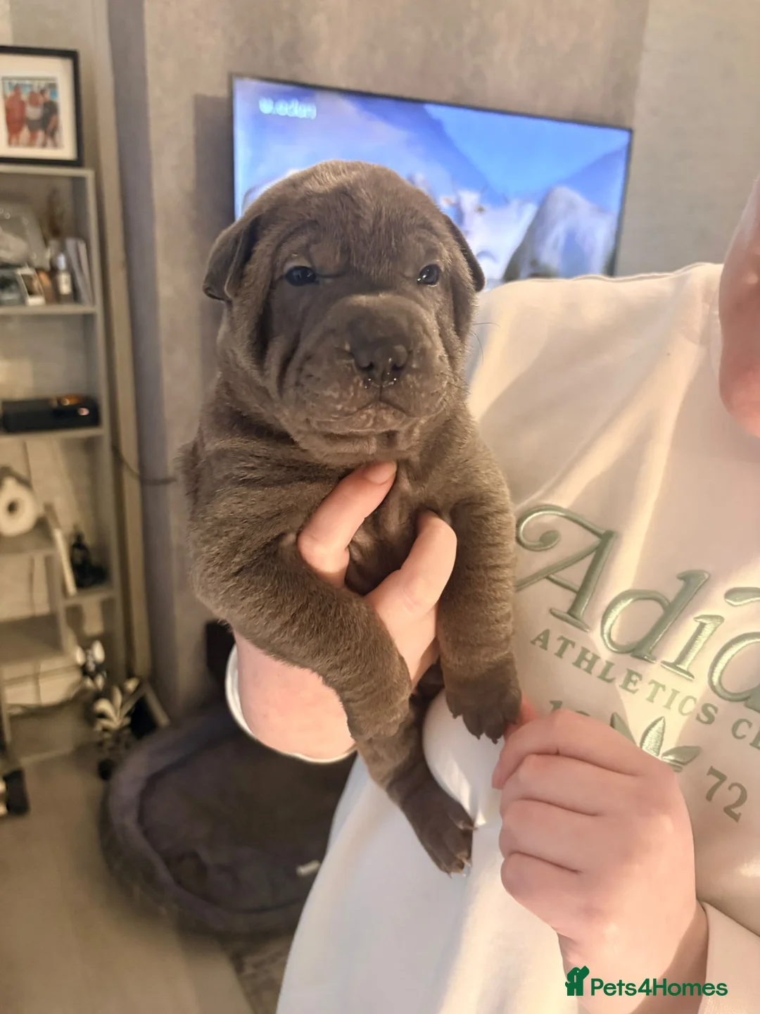 Shar Pei dogs for sale: Shar Pei Puppies looking for forever homes - Advert 30