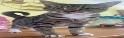 Mixed Breed cats for sale: X2 female tabby kittens in Basingstoke - Advert 17