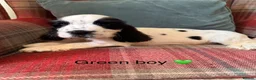 Cocker Spaniel dogs for sale: KC reg, health tested, show type cocker spaniels - Advert 7