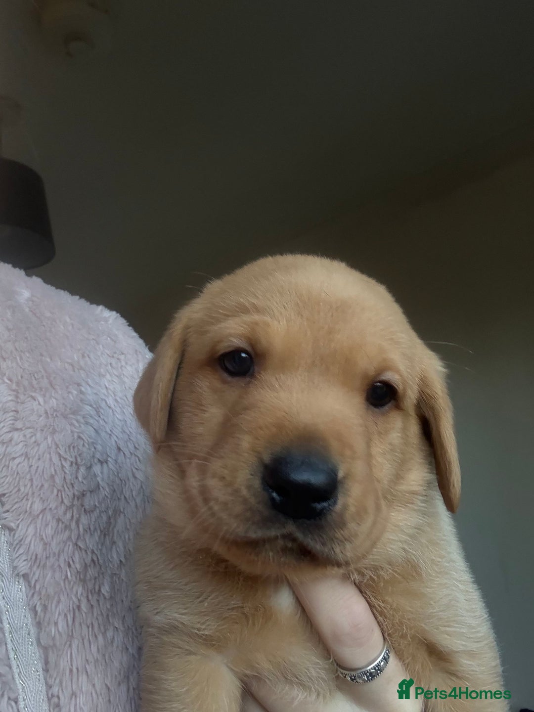 Labrador Retriever dogs for sale: Labrador puppies.  - Advert 33