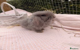 Mini Lop rabbits for sale: Pure mini lops, otters, grey, blue - Advert 13