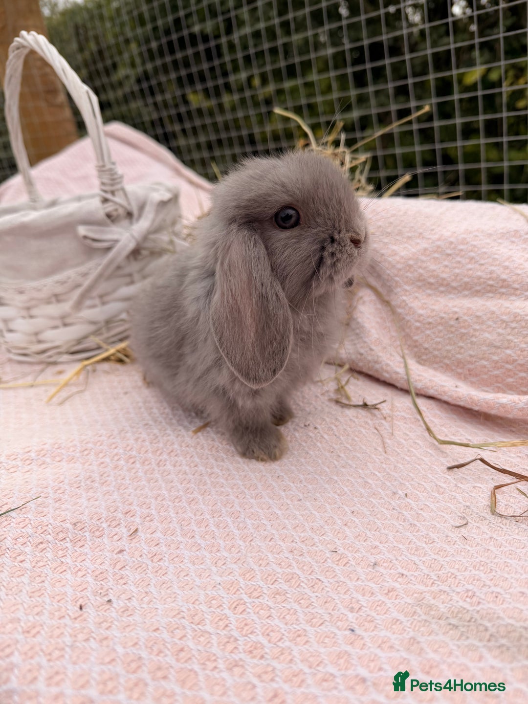 Mini Lop rabbits for sale: Pure mini lops, otters, grey, blue - Advert 13