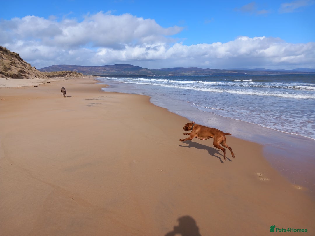 Hungarian Vizsla dogs for sale: Lovely Vizsla looking for loving home - Advert 4