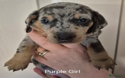 Dachshund dogs for sale: Dachshund Puppies looking for forever homes - Image 28