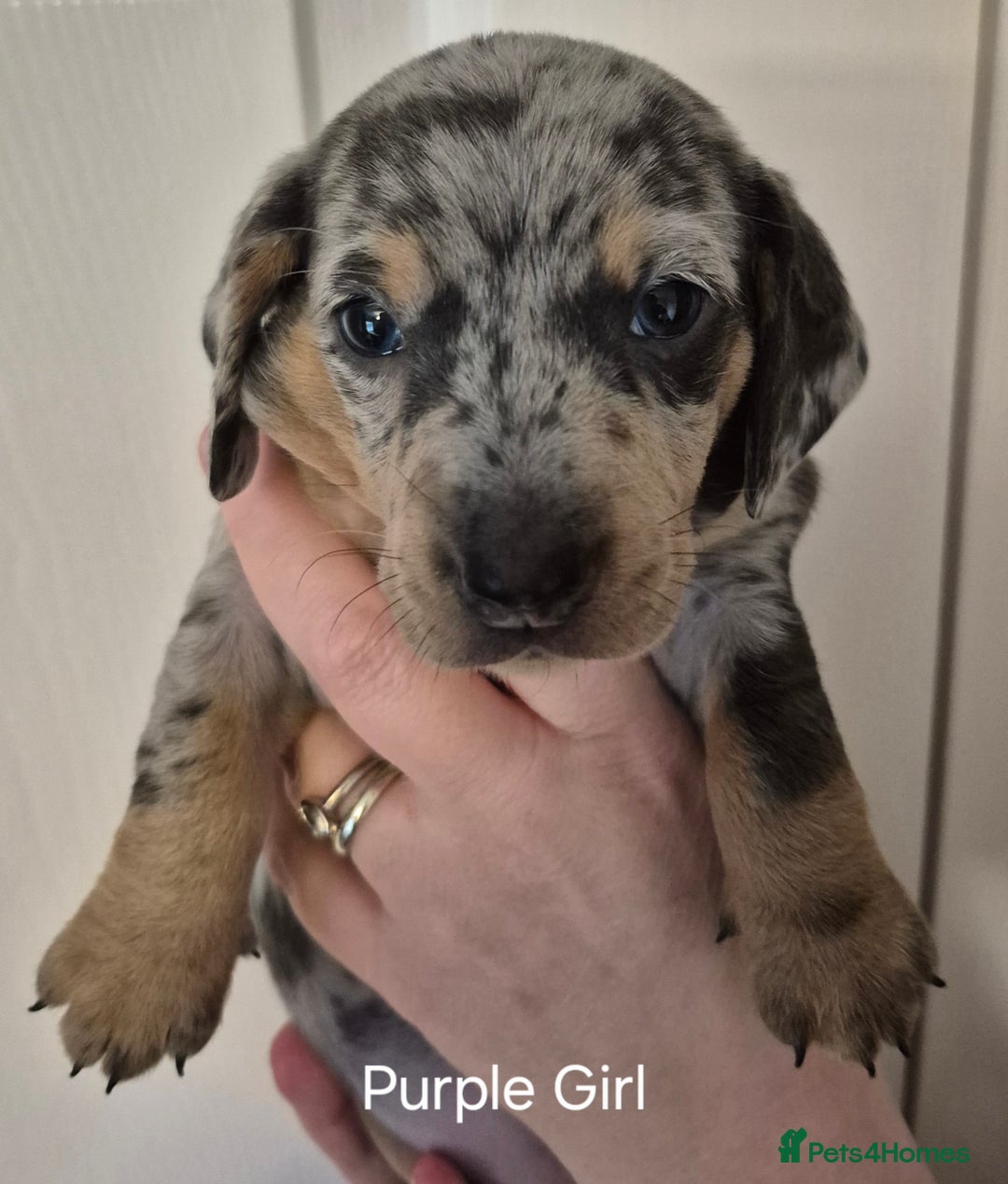 Dachshund dogs for sale: Dachshund Puppies looking for forever homes - Image 28