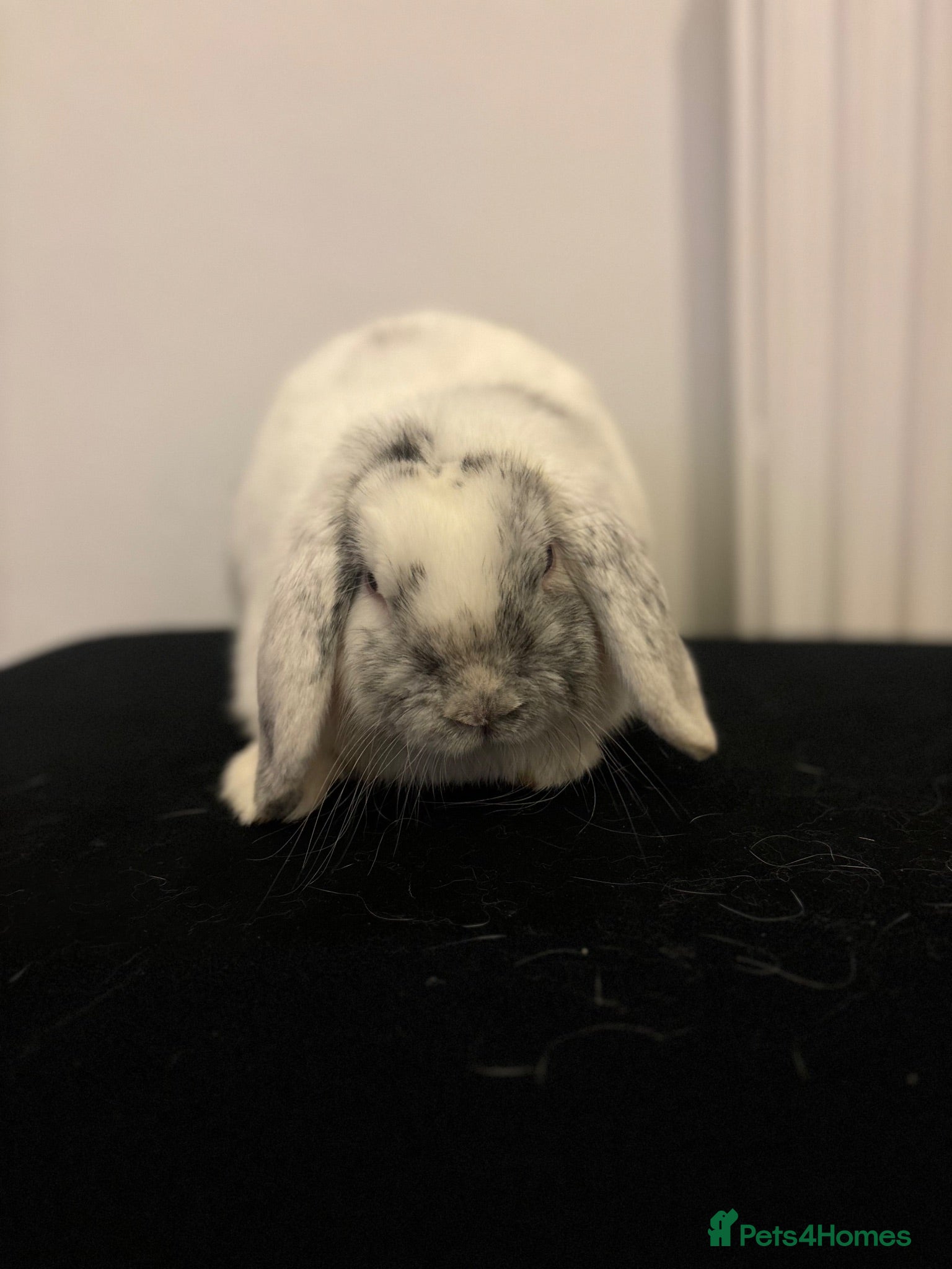 Mini Lop rabbits Mini lop boy  - Advert 1