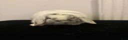 Mini Lop rabbits for sale: Mini lop boy  in Stoke-on-Trent - Advert 1