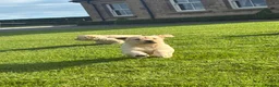 Golden Retriever dogs for sale: Golden Retriever Pups for sale  - Advert 19