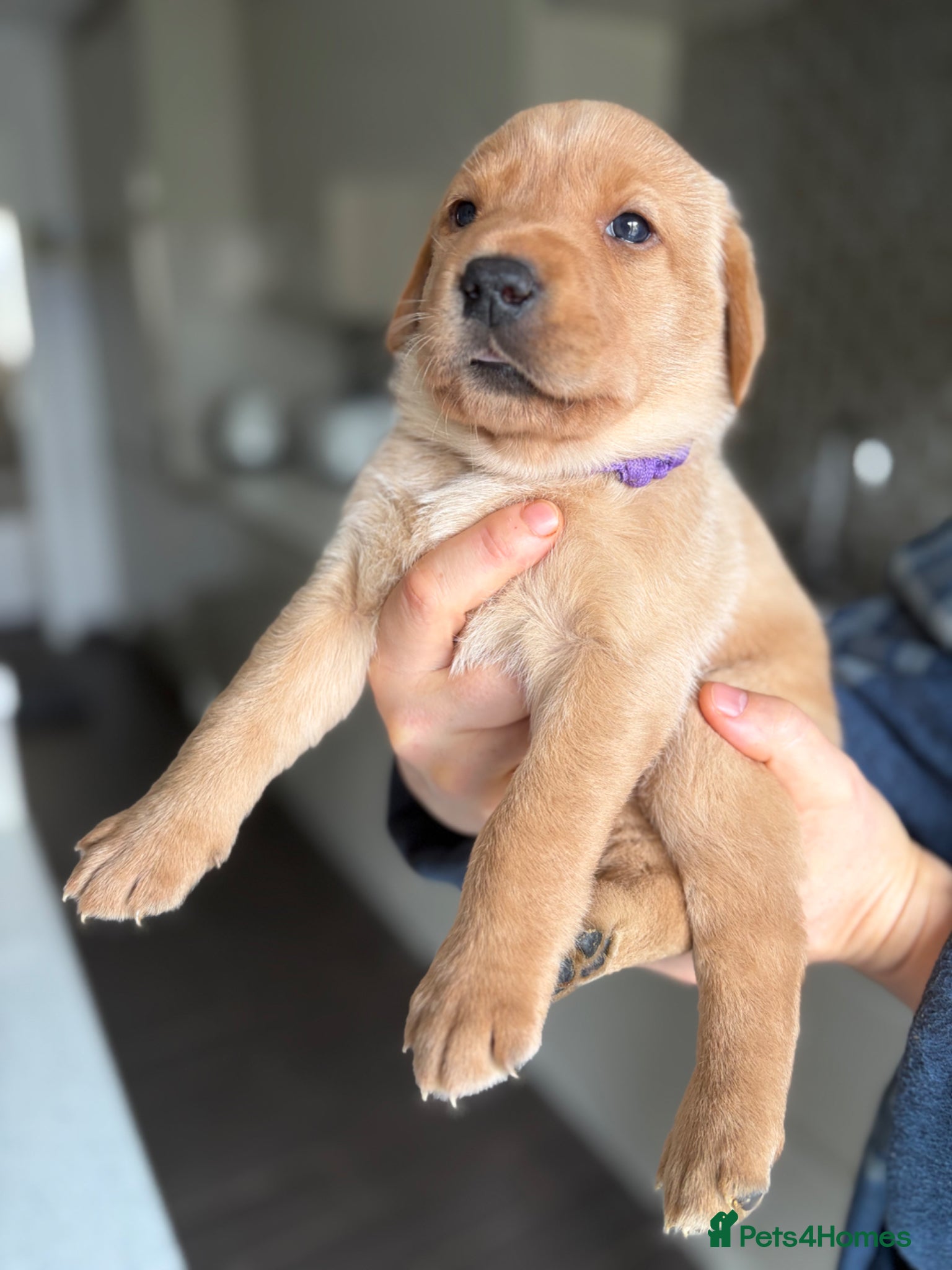 Labrador Retriever dogs KC registered Labrador puppies - Advert 2