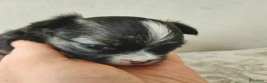 Chihuahua 1