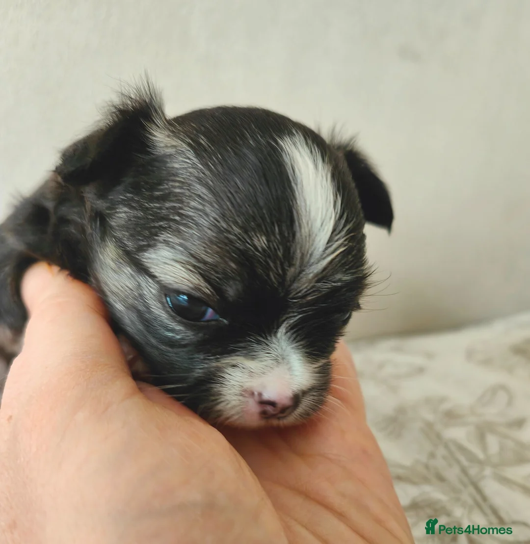 Chihuahua dogs for sale: 🌻Cute purebred chihuahua puppies🌻 - Advert 2