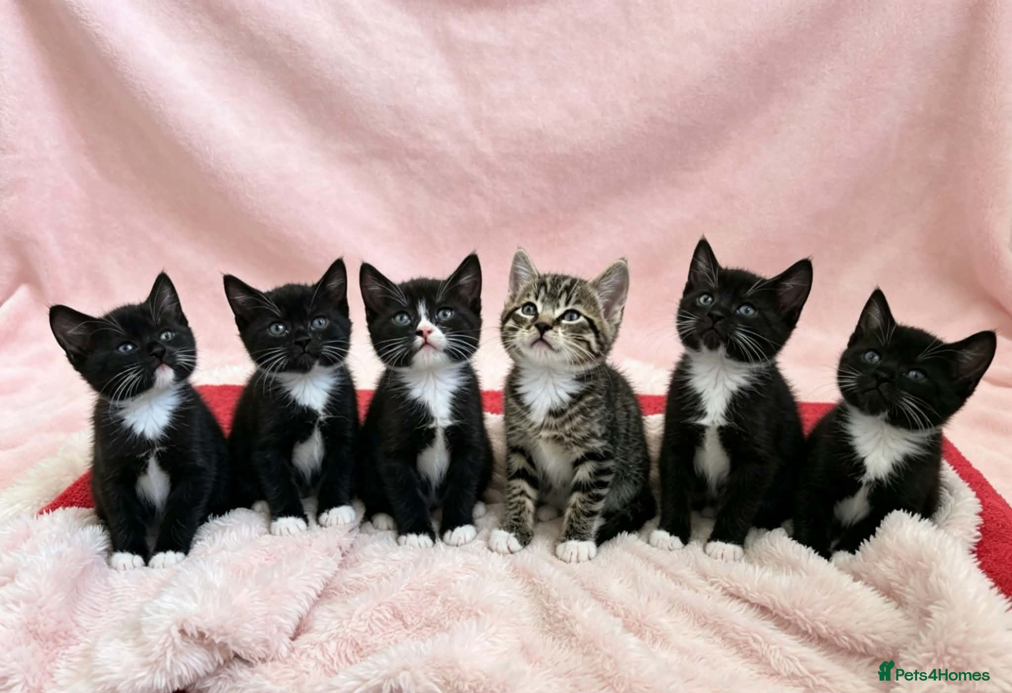 European cats Kittens  - Advert 2