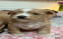 Maltipoo dogs for sale: Maltipoo  - Image 5