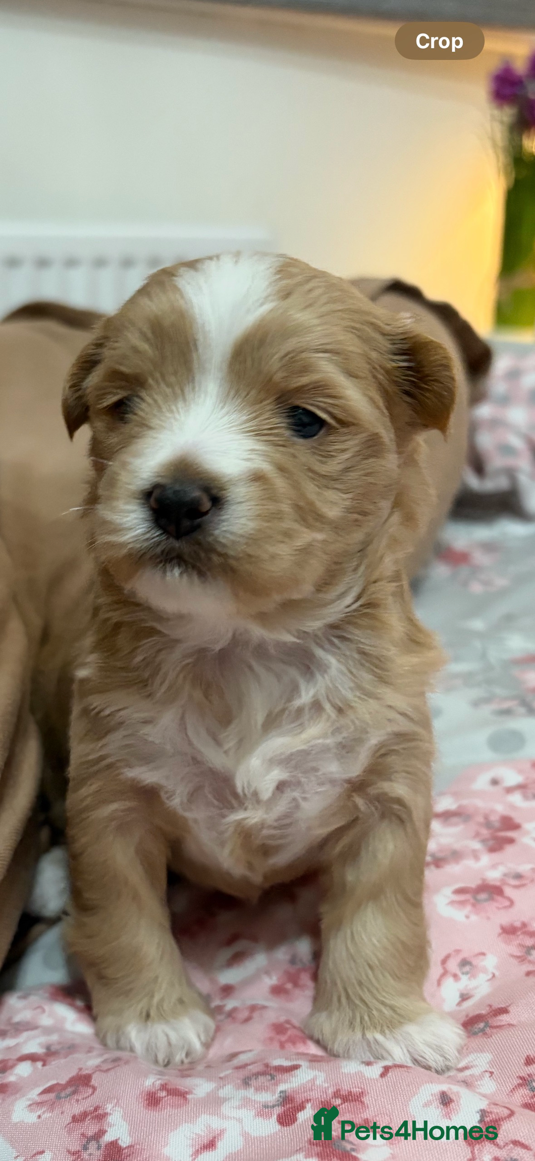 Maltipoo dogs for sale: Maltipoo  - Image 5