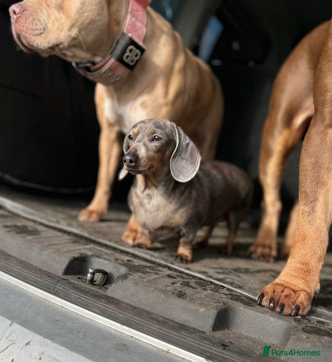 Dachshund dogs for sale: FREE TO THE PERFECT HOME - Advert 6