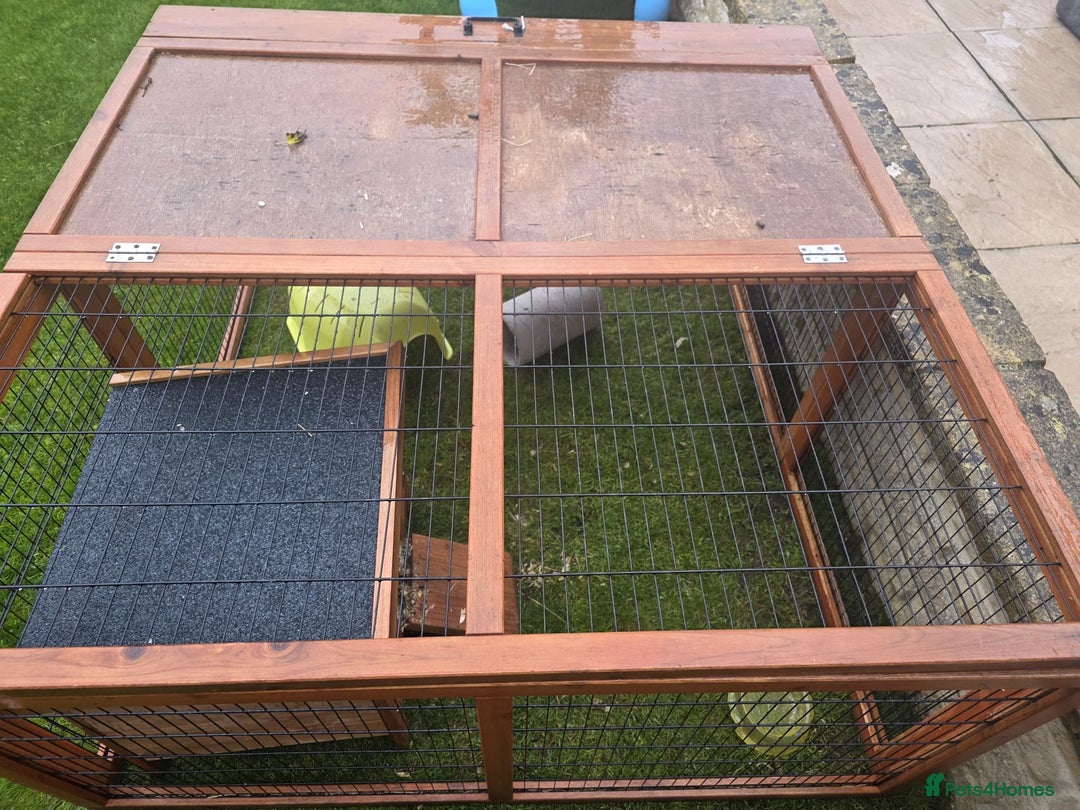 Guinea Pig rodents for sale: Male guinea pigs  - Image 9