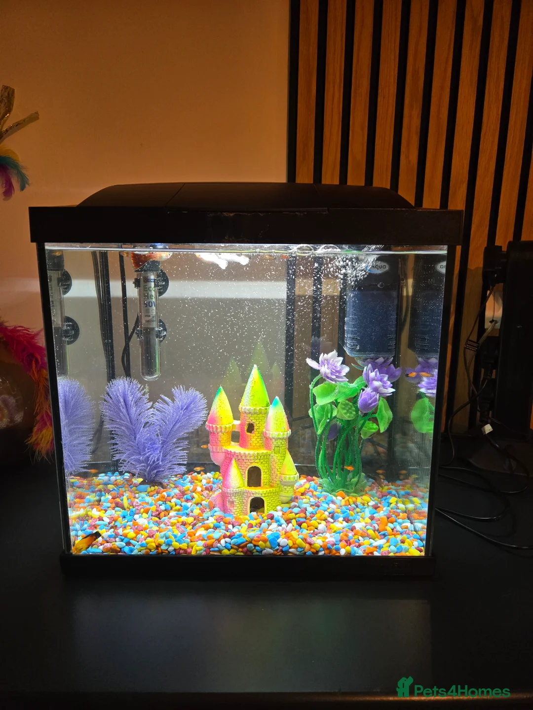 Goldfish fish for sale: Gold Wag Platy Tropical Fish FREE - Advert 2