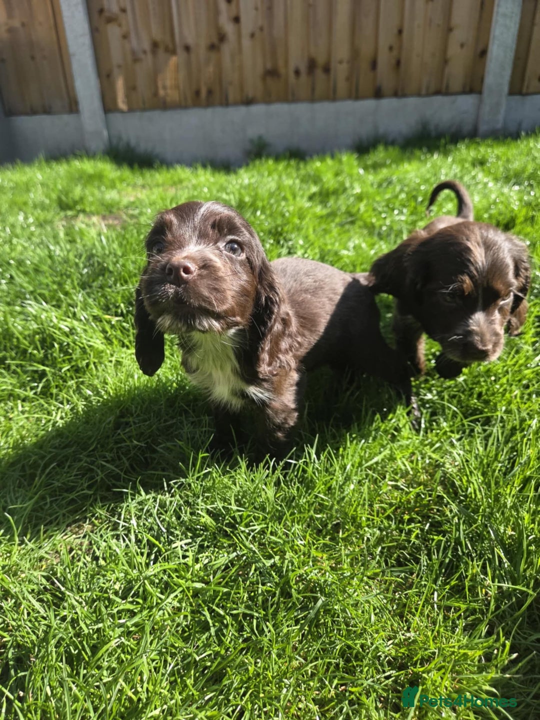 Cocker Spaniel dogs for sale: Show cocker spaniels  - Image 14
