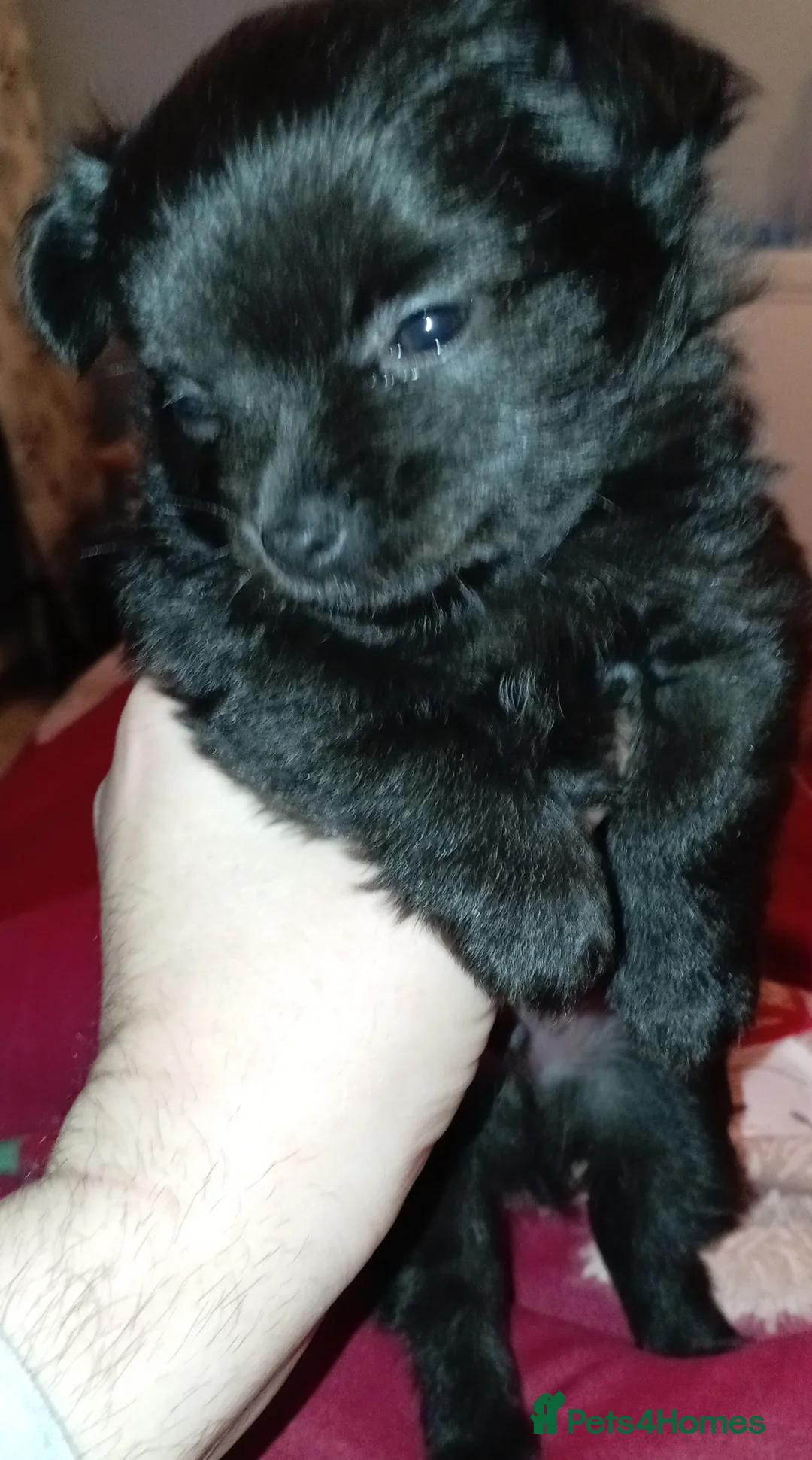 Chihuahua dogs for sale: 2 Black long haired Male chihuahua puppies  - Advert 3