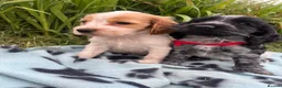 Cocker Spaniel dogs for sale: Stunning show type cocker spaniel puppies  - Advert 5