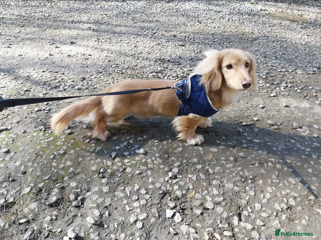 Miniature Dachshund dogs for stud: Stud KC cream long haired miniature dachshund  in Durham - Advert 4