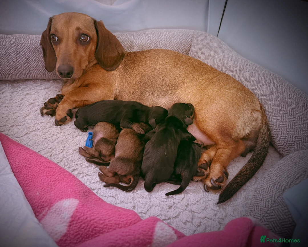 Dachshund dogs for sale: Beautiful Standard Dachshund Puppies  in Tadley - Advert 1