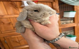 Mini Lop rabbits for sale: Beautifully bred mini lops - Image 1