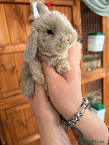 Mini Lop rabbits - Advert 1
