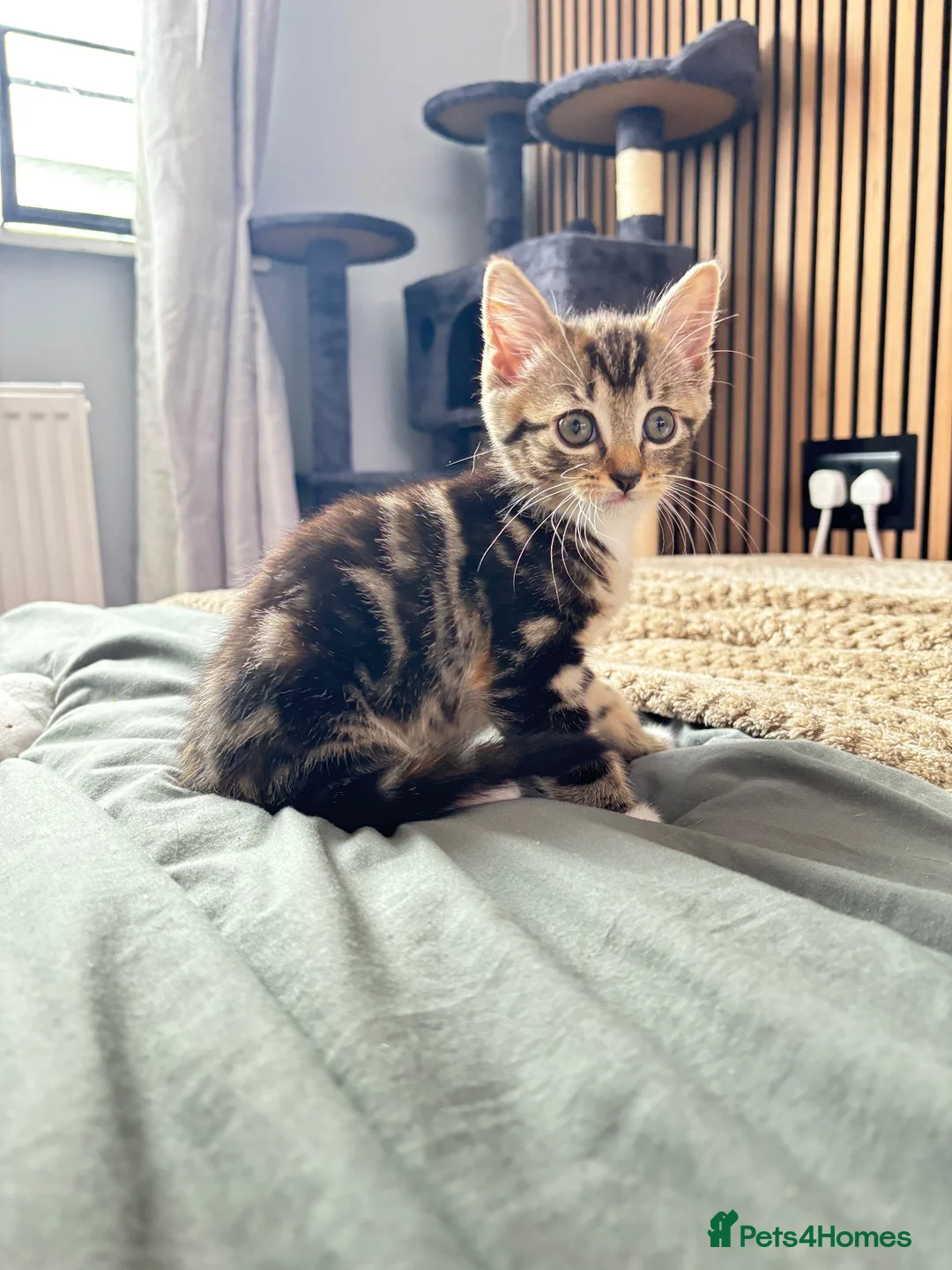 Domestic Shorthair cats for sale: 1 year old female cat - Advert 2