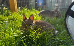 Netherland Dwarf rabbits for sale: Pure neverland dwarf babies  - Image 2