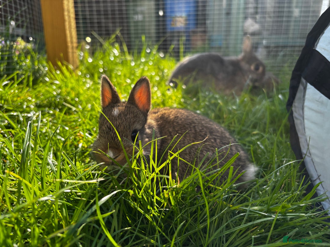 Netherland Dwarf rabbits for sale: Pure neverland dwarf babies  - Image 2