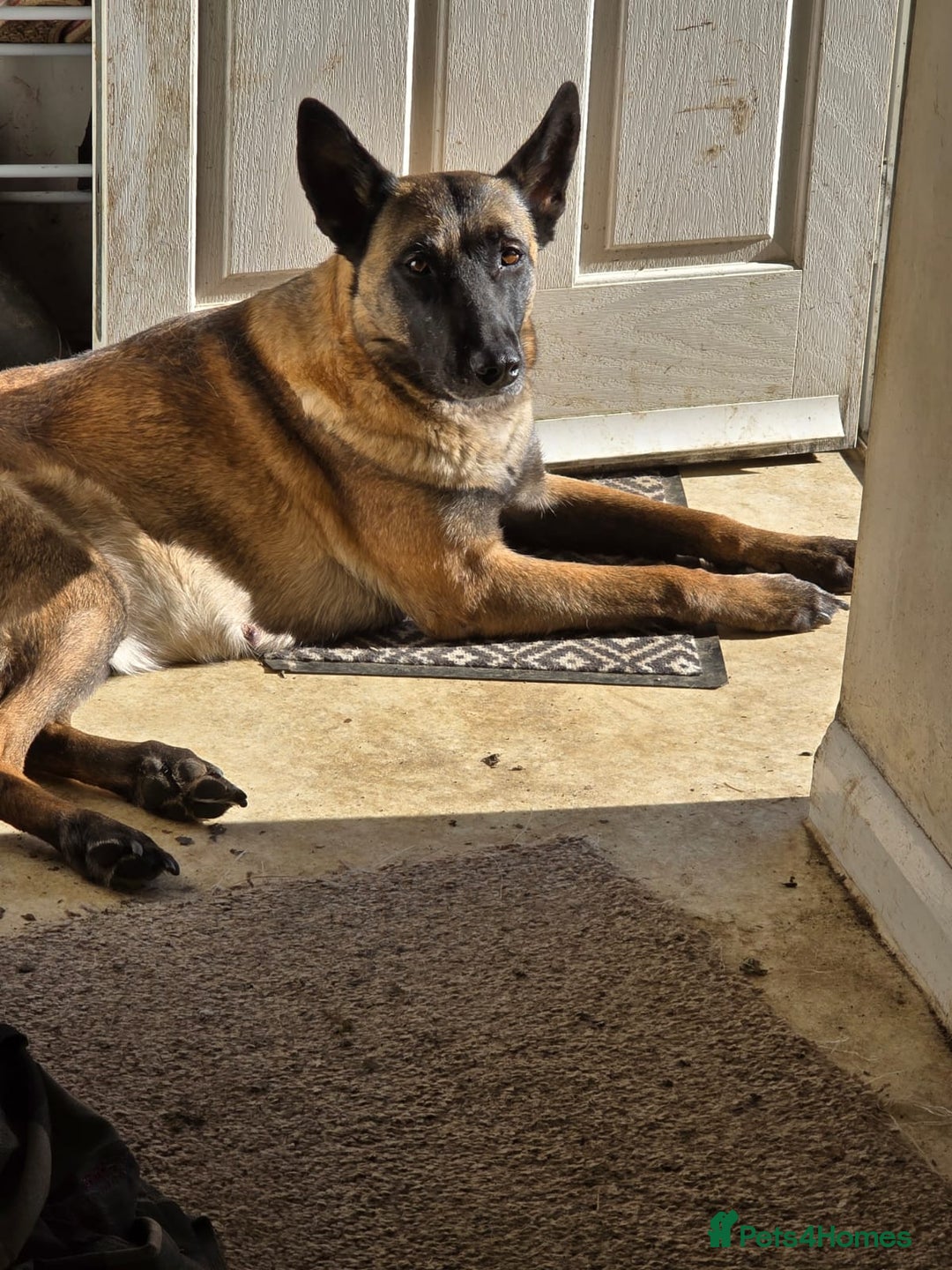 Belgian Shepherd Dog dogs for sale: Calm, loving Athena - Image 10