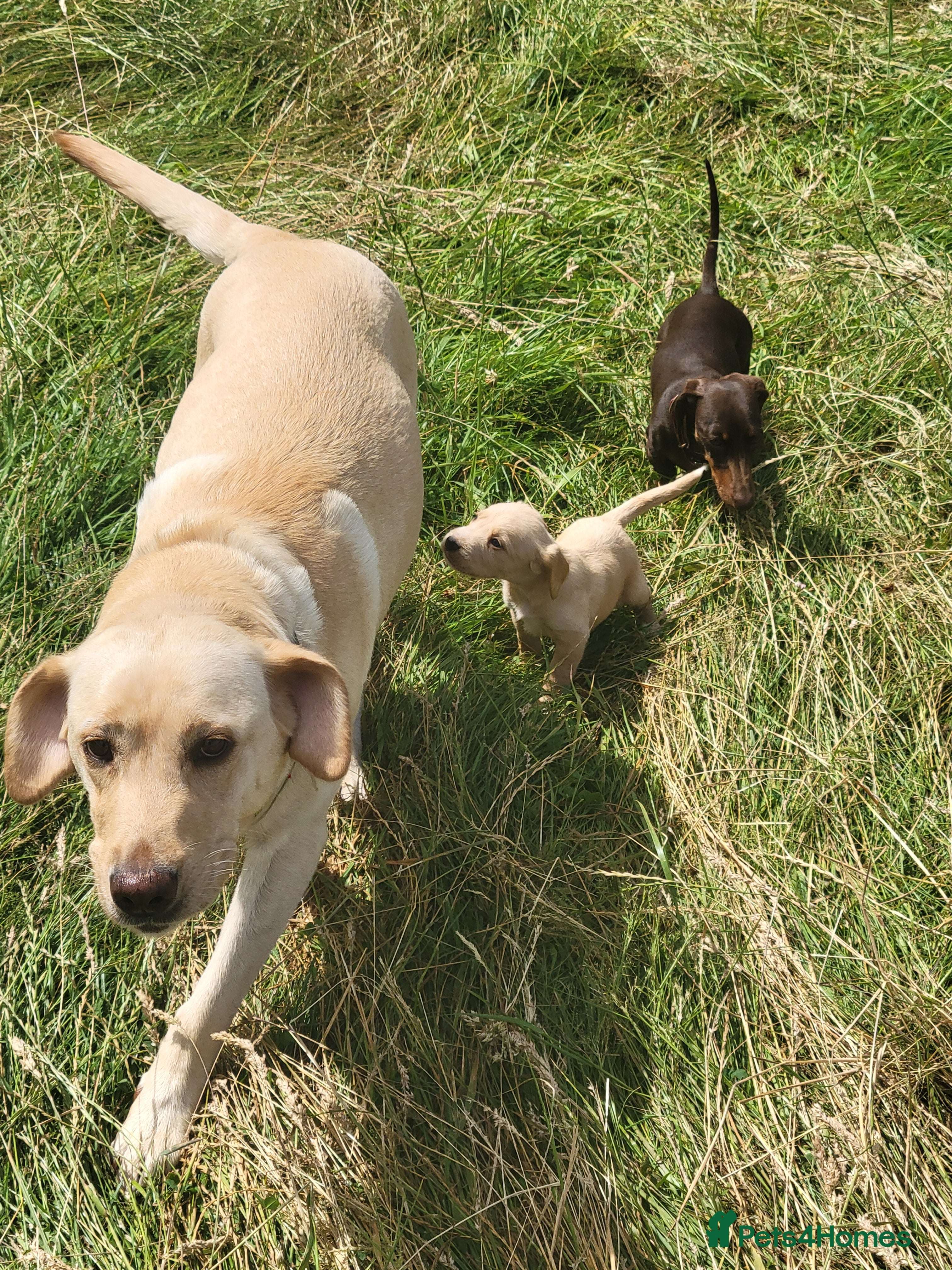 Mixed Breed dogs Labrador x sprocker puppies - Advert 1